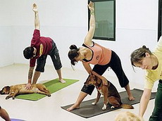 в моде – йога для собак